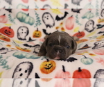 Puppy Winston French Bulldog