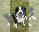 Small Border Collie