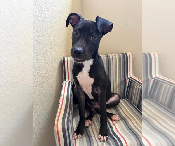 Medium Photo #8 Labrador Retriever-Unknown Mix Puppy For Sale in Rockwall, TX, USA