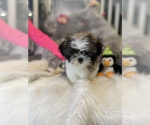 Shih Tzu Puppy for sale in CROMWELL, CT, USA