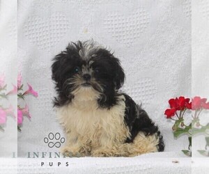 Shih Tzu Puppy for sale in RISING SUN, MD, USA