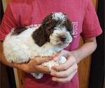 Small #8 Poodle (Miniature)