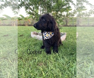 Goldendoodle Puppy for sale in APOPKA, FL, USA