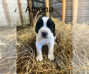 English Springer Spaniel Puppy for sale in MARTVILLE, NY, USA