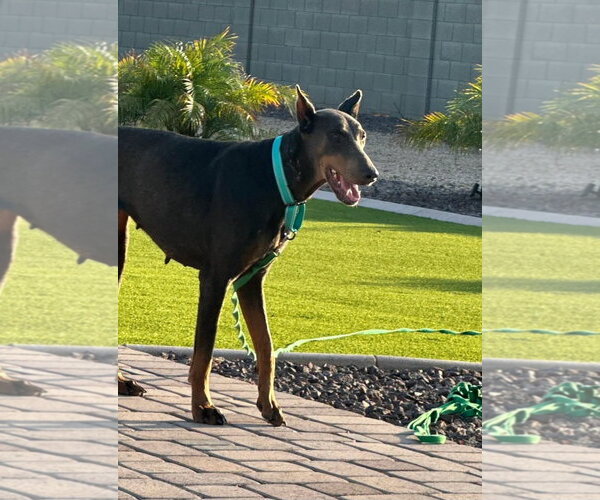 Medium Photo #5 Doberman Pinscher Puppy For Sale in Buffalo, MN, USA