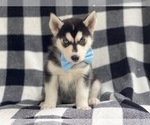 Small Photo #6 Siberian Husky Puppy For Sale in LAKELAND, FL, USA