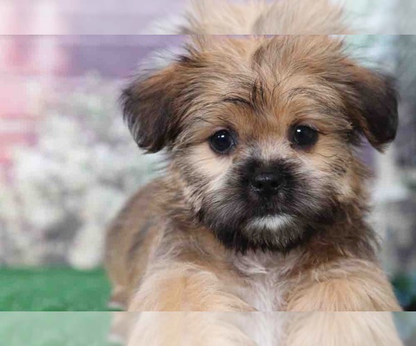 Medium Photo #3 Shorkie Tzu Puppy For Sale in BEL AIR, MD, USA