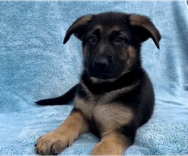Medium Photo #4 German Shepherd Dog Puppy For Sale in FRANKLIN, IN, USA