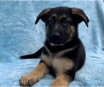 Small Photo #4 German Shepherd Dog Puppy For Sale in FRANKLIN, IN, USA