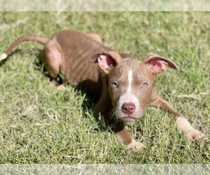 American Pit Bull Terrier Dogs for adoption in Great Bend, KS, USA