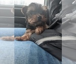 Small Photo #13 Yorkshire Terrier Puppy For Sale in SPENCER, TN, USA