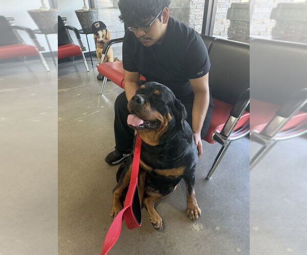 Medium Photo #3 Rottweiler Puppy For Sale in Gilbert, AZ, USA