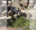 Litter of 4 - Female Boston TerrierLitter of Puppies for Sale - Small photo