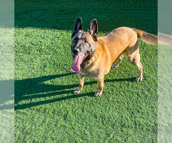 Medium Photo #2 German Shepherd Dog Puppy For Sale in Millburn, NJ, USA