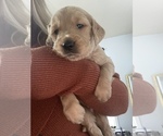 Small Photo #18 Golden Retriever Puppy For Sale in DAWSON, TX, USA