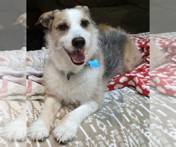 Medium Photo #2 Mutt Puppy For Sale in Plainfield, IL, USA