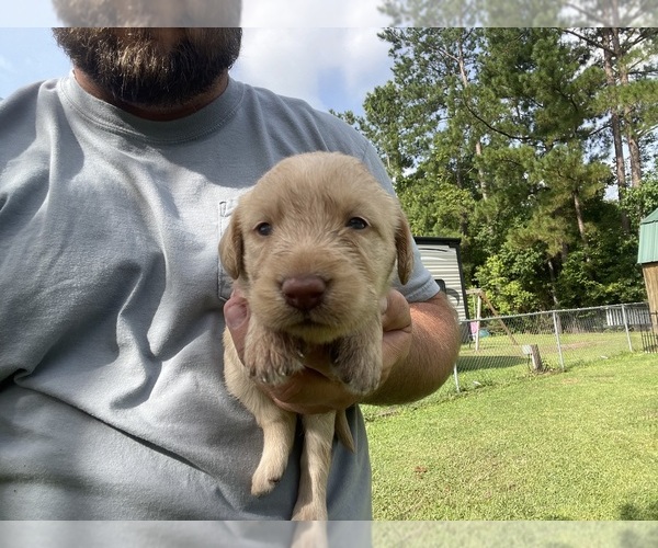 Medium Photo #12 Labradoodle Puppy For Sale in GEORGETOWN, SC, USA