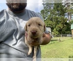 Small #11 Labradoodle