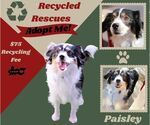 Paisley (Recycle) - Female Cavalier King Charles Spaniel-Unknown Mix Dog for Adoption - Small photo