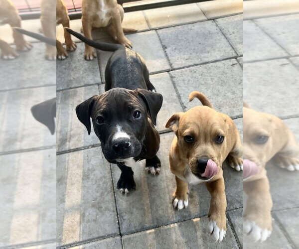 Medium Photo #5 American Pit Bull Terrier-American Staffordshire Terrier Mix Puppy For Sale in Brewster, NY, USA