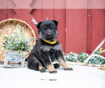 Puppy Shane German Shepherd Dog