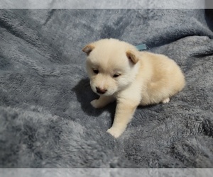 Shiba Inu Puppy for sale in CALUMET PARK, IL, USA
