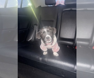 ShiChi Puppy for sale in MCDONOGH RUN, MD, USA