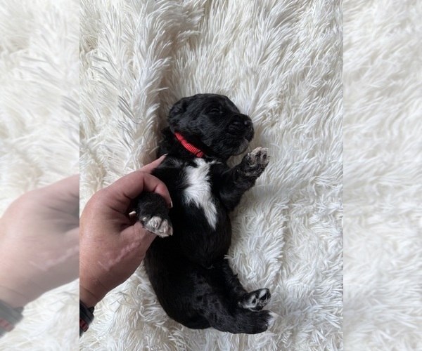 Medium Photo #80 Bernedoodle Puppy For Sale in BELMONT, NC, USA