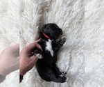 Small #79 Bernedoodle