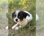 Small #1 Mutt