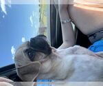 Small #4 Pug