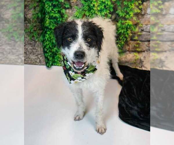 Medium Photo #6 Border Collie-Unknown Mix Puppy For Sale in Kennesaw, GA, USA