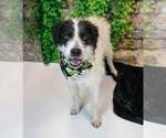 Small #5 Border Collie Mix