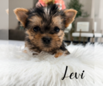 Small #1 Yorkshire Terrier