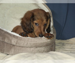 Puppy Cutie Dachshund