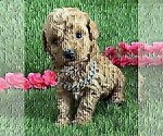 Small #23 Poodle (Toy)