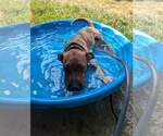 Small #23 Chinese Shar-Pei Mix