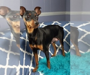 Mother of the Miniature Pinscher puppies born on 01/10/2023