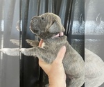 Small Photo #3 Cane Corso Puppy For Sale in BAKERSFIELD, CA, USA