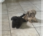 Small Shih Tzu