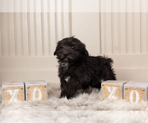 Medium Photo #11 YorkiePoo Puppy For Sale in WARSAW, IN, USA