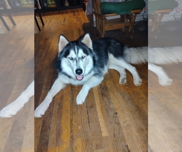 Full screen Photo #3 Siberian Husky Puppy For Sale in PIKEVILLE, TN, USA