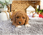 Small #7 Goldendoodle