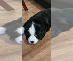 Small #4 Bernese Mountain Dog