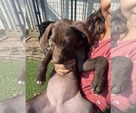 Small Photo #2 German Shorthaired Pointer Puppy For Sale in MAYWOOD, CA, USA