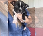 Small #6 Boston Terrier