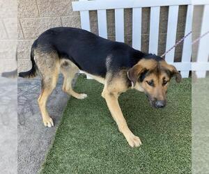 German Shepherd Dog-Unknown Mix Dogs for adoption in Modesto, CA, USA