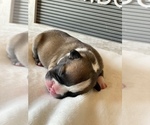 Small Photo #2 Faux Frenchbo Bulldog Puppy For Sale in TIFFIN, IA, USA