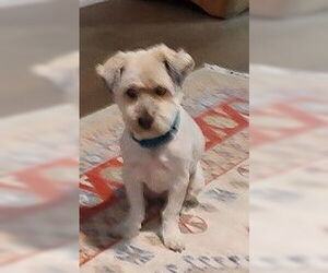 Maltipoo Dogs for adoption in San Antonio, TX, USA