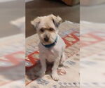 Small Maltipoo